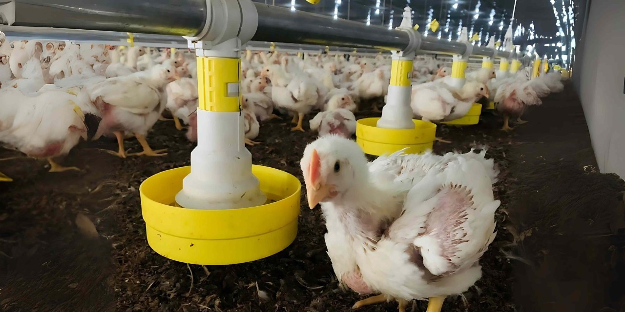 Capa Mercado e Exportações de Carne de Frango em 2025: Queda em Junho, Retomada em Julho