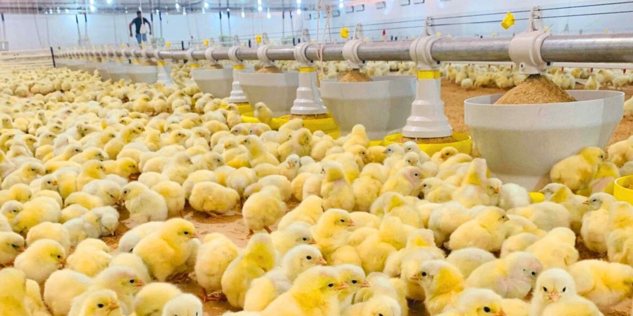 Capa Produção de Pintos de Corte Bate Recorde em 2025